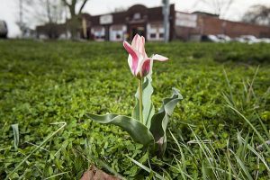 Tulips on Troost